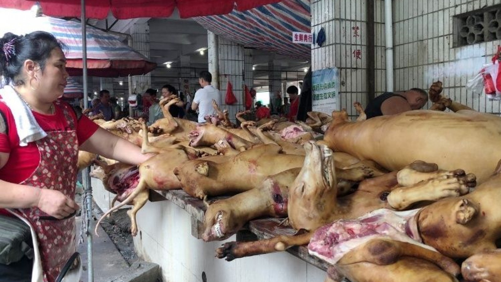 China celebra su polémico festival en el que comen carne de perro